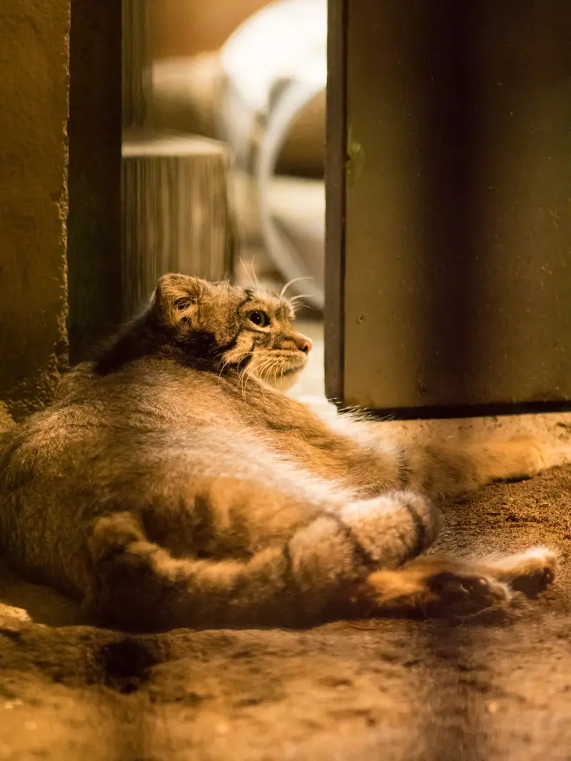 A photograph of Figa in Nogeyama Zoo