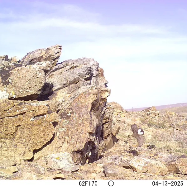 A photograph of a Pallas's cat from Karashoky camera trap