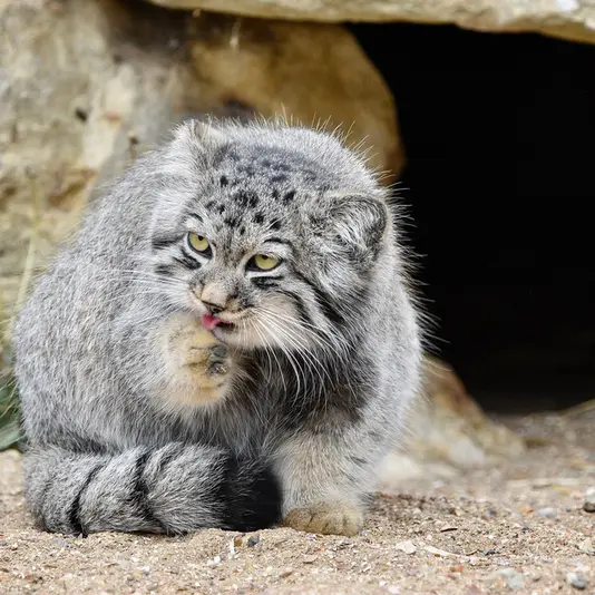 A photograph of Altai in Port Lympne Wild Animal Park