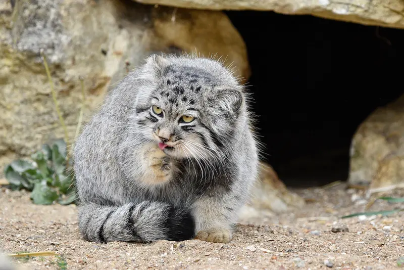 A photograph of Altai in Port Lympne Wild Animal Park