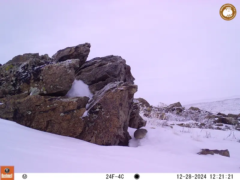 A photograph of Pika from Karashoky camera trap
