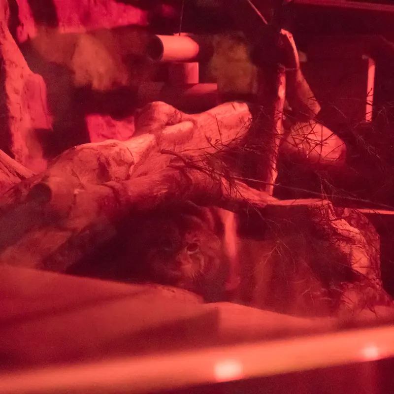 A photograph of Naim in Ueno Zoological Gardens