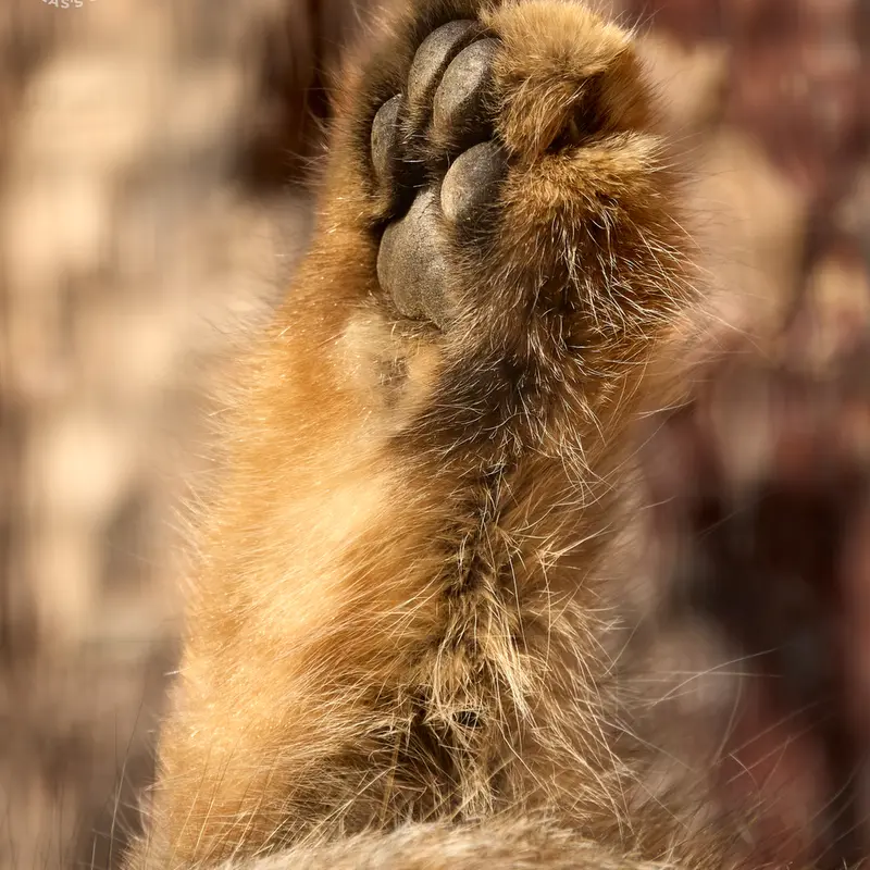 A photograph of Shu in Leningrad zoo