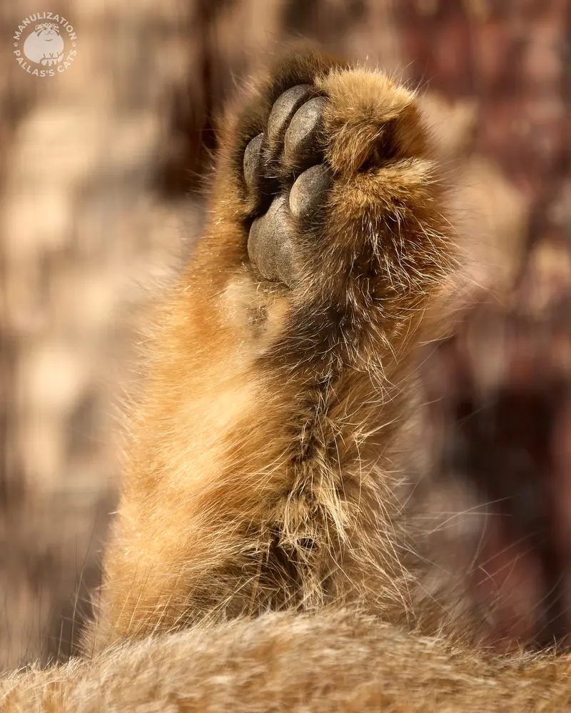 A photograph of Shu in Leningrad zoo