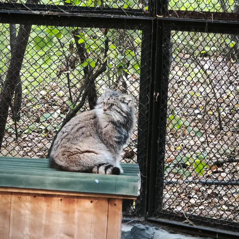 A photograph of Lastochka in Novosibirsk Zoo