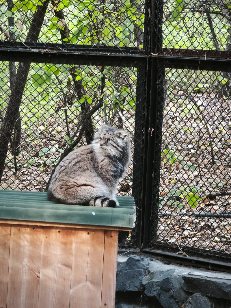 A photograph of Lastochka in Novosibirsk Zoo
