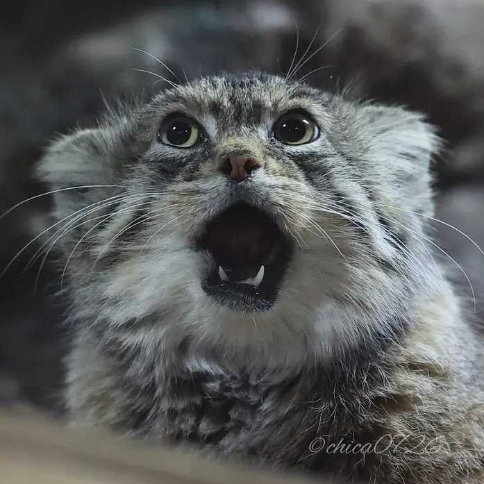 A photograph of Primula in Ueno Zoological Gardens