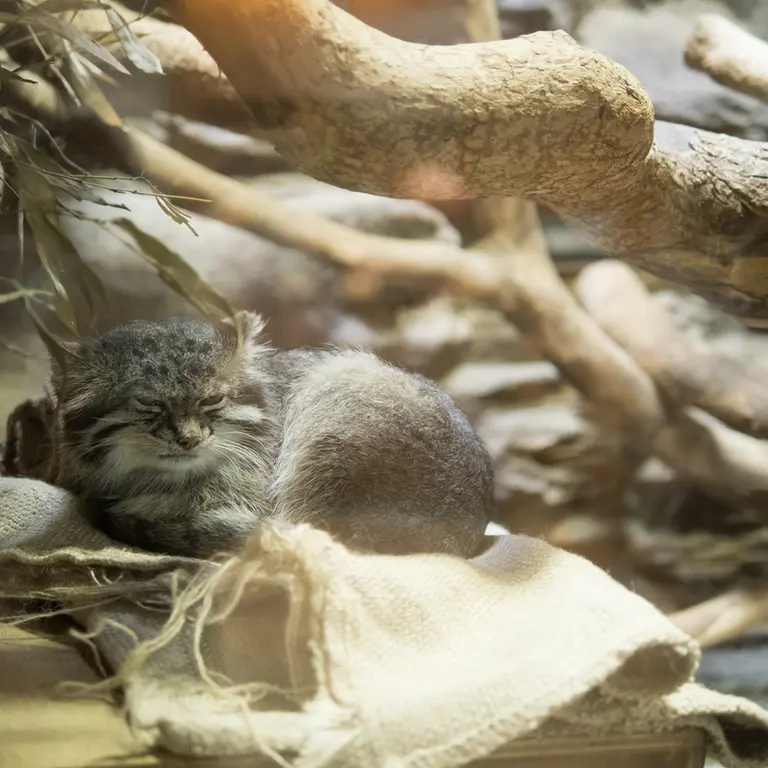 A photograph of Klyon in Ueno Zoological Gardens