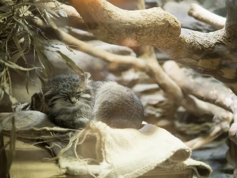 A photograph of Klyon in Ueno Zoological Gardens