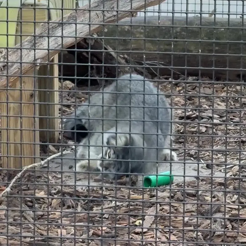 A photograph of a Pallas's cat in Niabi Zoo