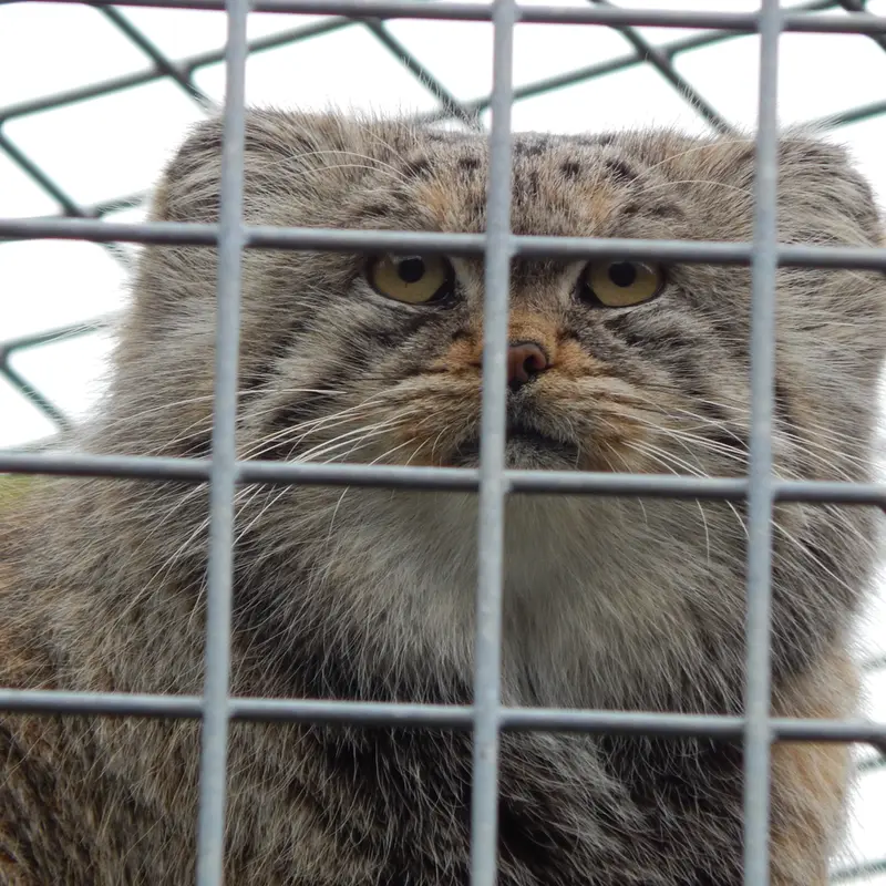 A photograph of Aldan in Zie-Zoo