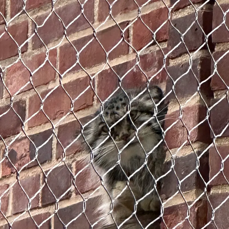 A photograph of a Pallas&#039;s cat in Prospect Park Zoo