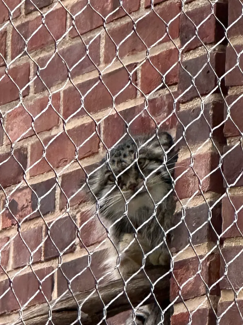 A photograph of a Pallas&#039;s cat in Prospect Park Zoo