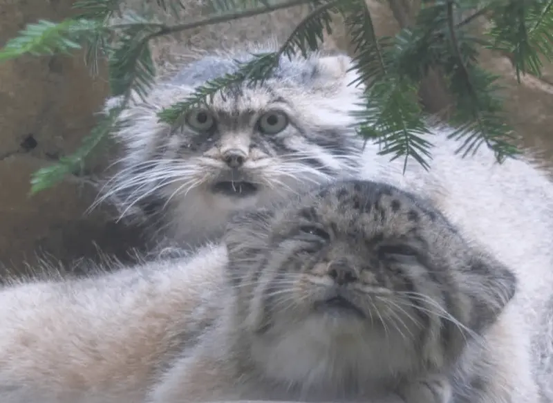 A photograph of a Pallas's cat