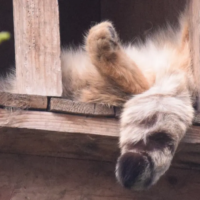 A photograph of Lucy in Budapest Zoo & Botanical Garden