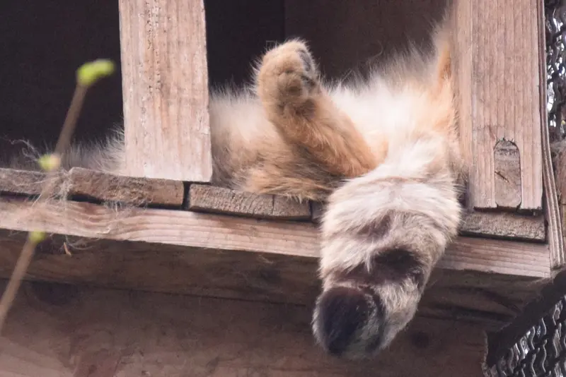 A photograph of Lucy in Budapest Zoo & Botanical Garden