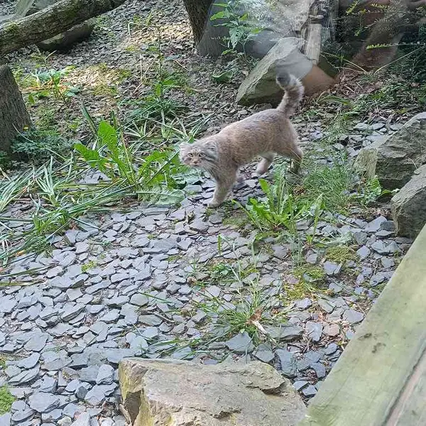 A photograph of Altai in Tregomeur Zoo