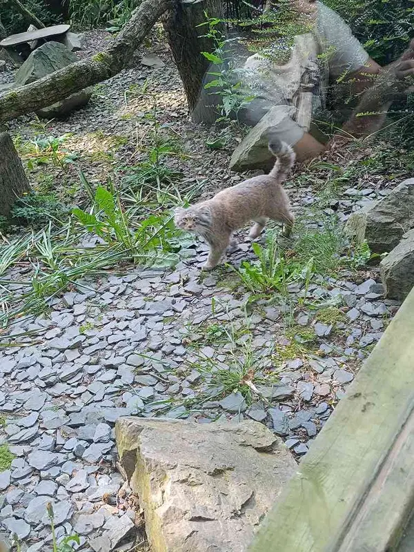 A photograph of Altai in Tregomeur Zoo