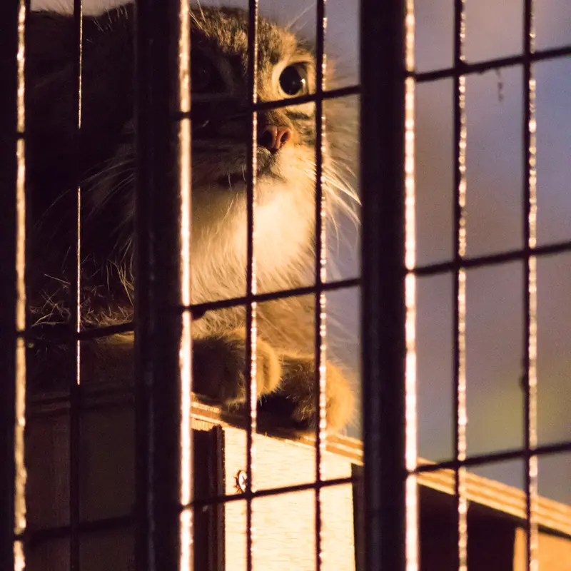 A photograph of Figa in Nogeyama Zoo
