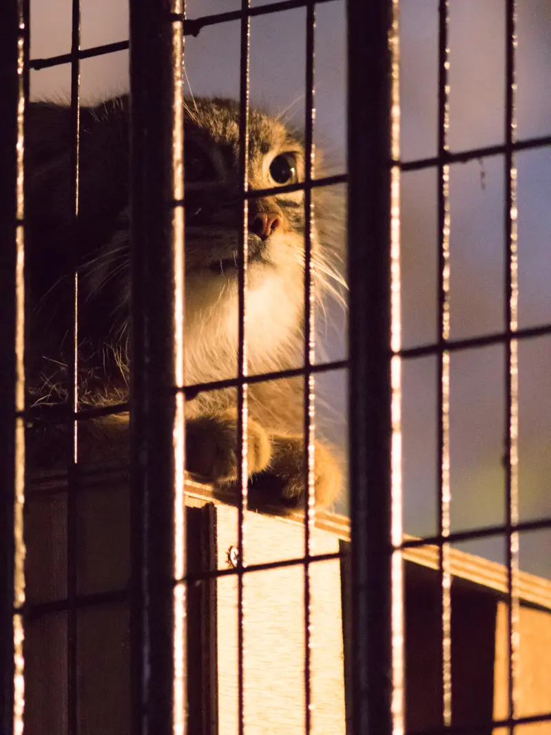 A photograph of Figa in Nogeyama Zoo