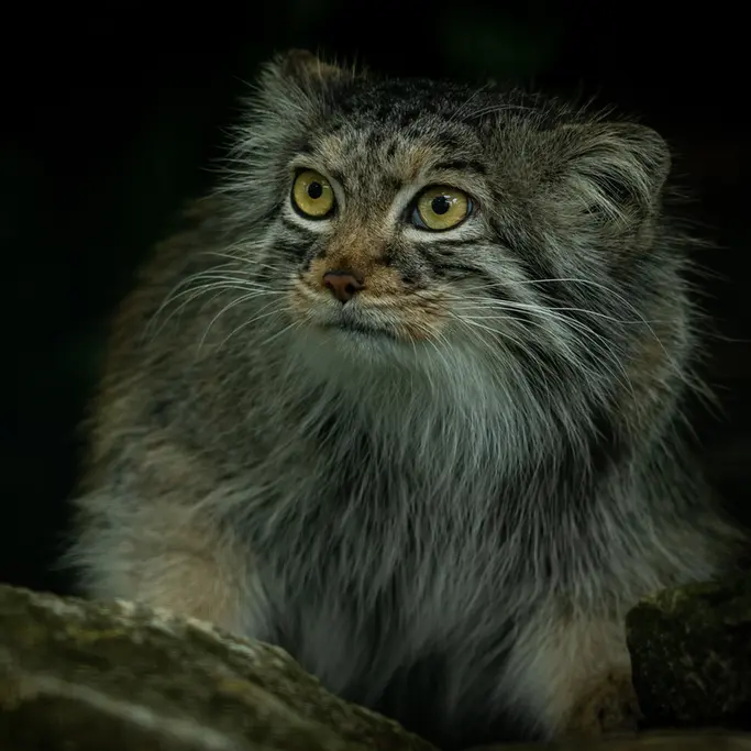 A photograph of Qara in The Big Cat Sanctuary