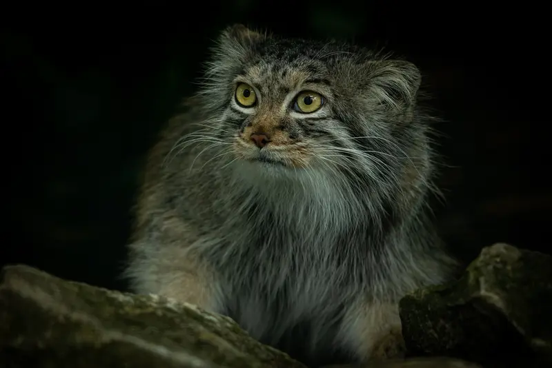 A photograph of Qara in The Big Cat Sanctuary