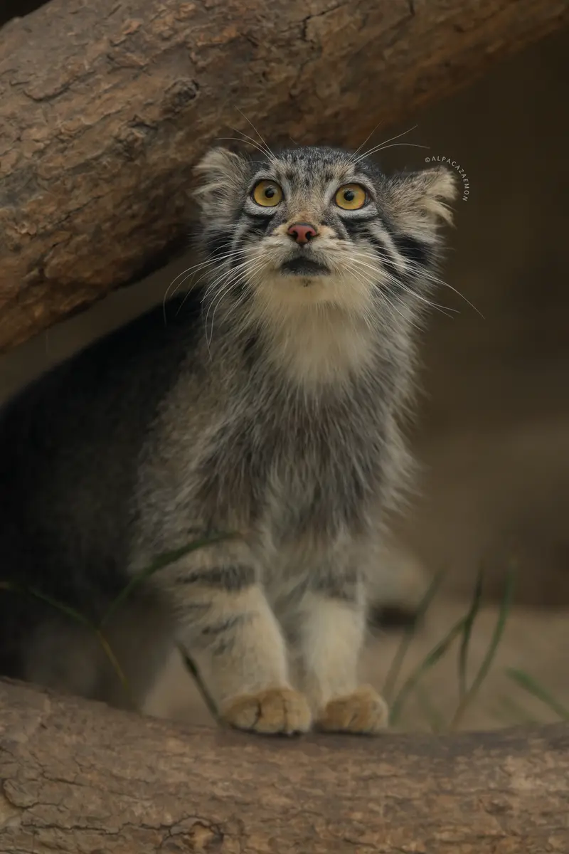 A photograph of Oto in Kobe Animal Kingdom