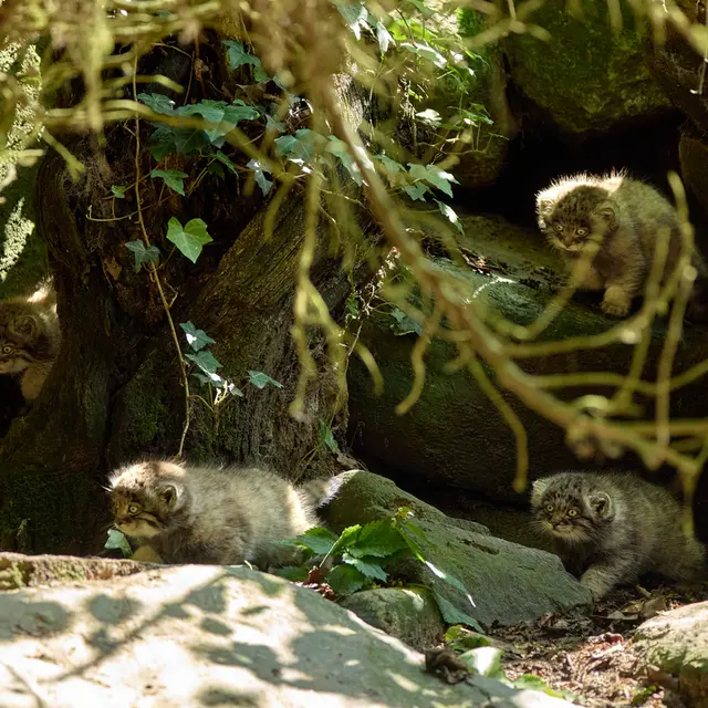 A photograph of Kitten of Altana b. 2025 Ⅰ in Parco Faunistico La Torbiera