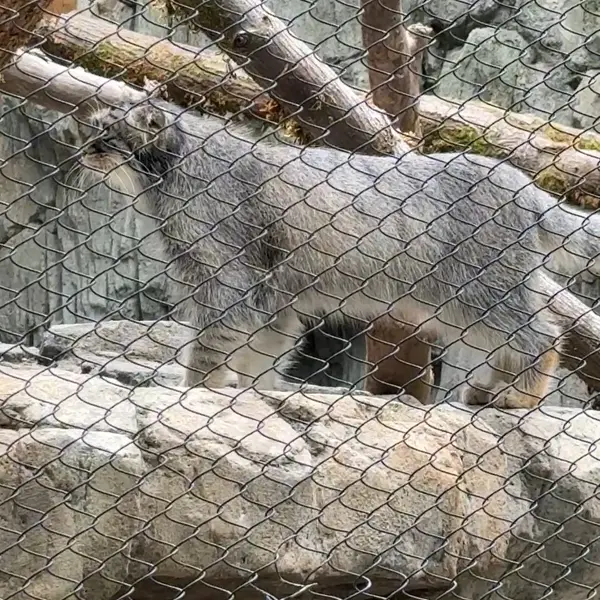 A photograph of a Pallas's cat in Woodland Park Zoo