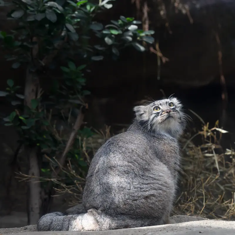 A photograph of Mei in Kobe Animal Kingdom