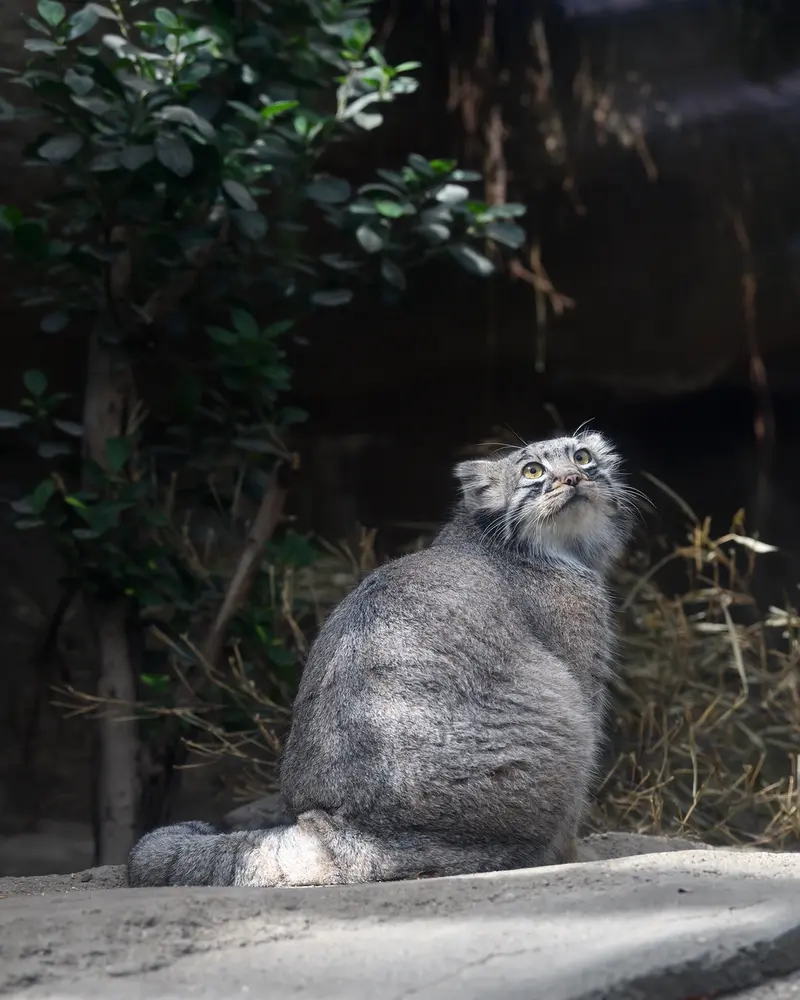 A photograph of Mei in Kobe Animal Kingdom