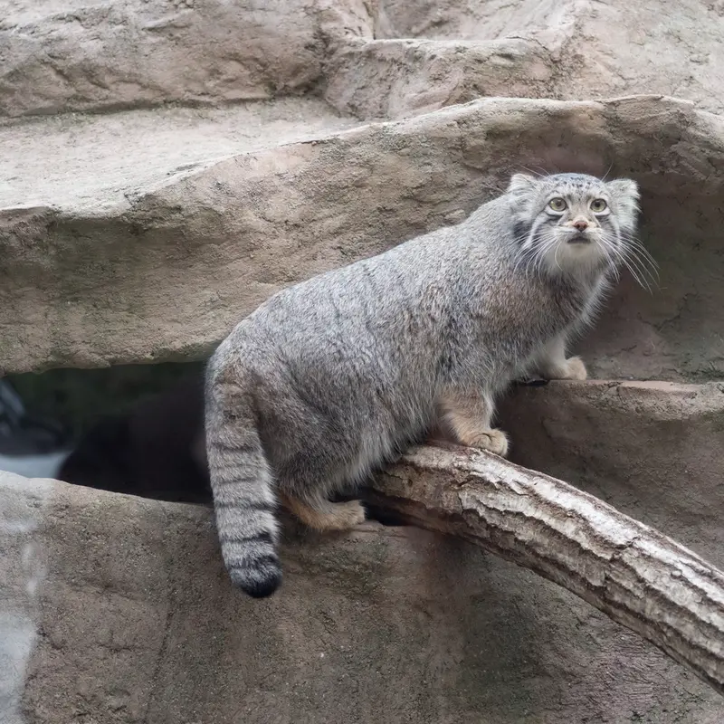 A photograph of Oto in Saitama Children's Zoo