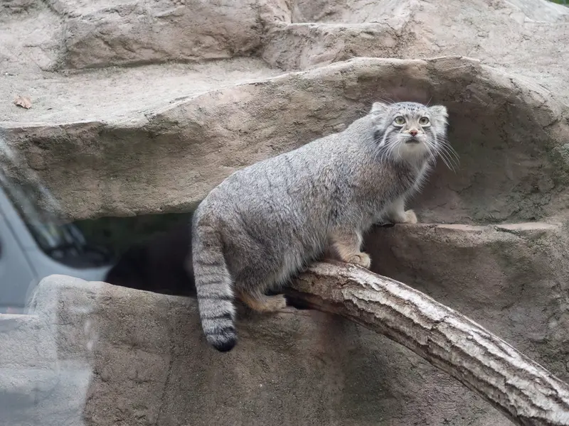 A photograph of Oto in Saitama Children's Zoo