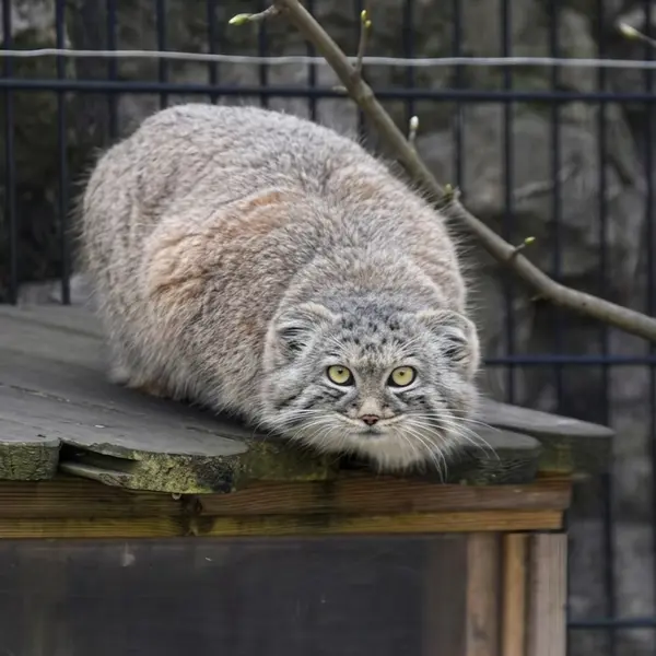 A photograph of a Pallas's cat in Bio-Topia Dunkerque