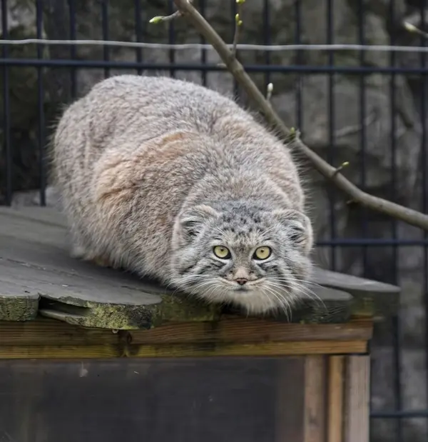 A photograph of a Pallas's cat in Bio-Topia Dunkerque