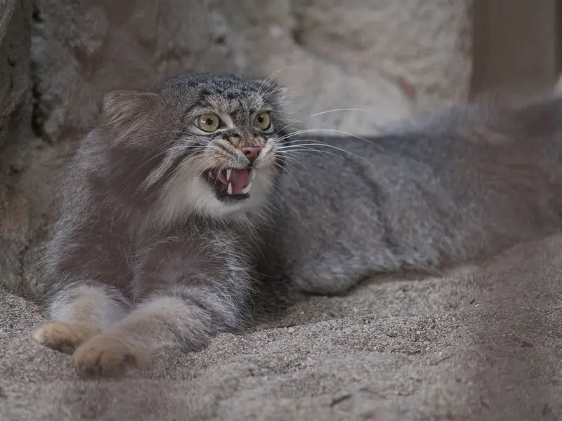 A photograph of a Pallas's cat