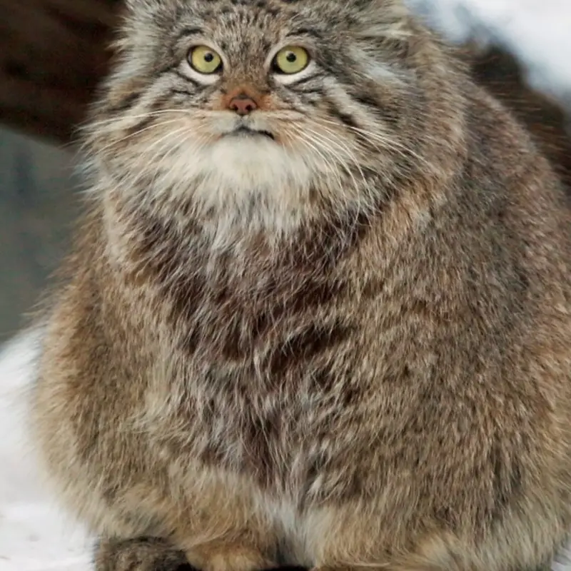 A photograph of a Pallas's cat in Novosibirsk Zoo