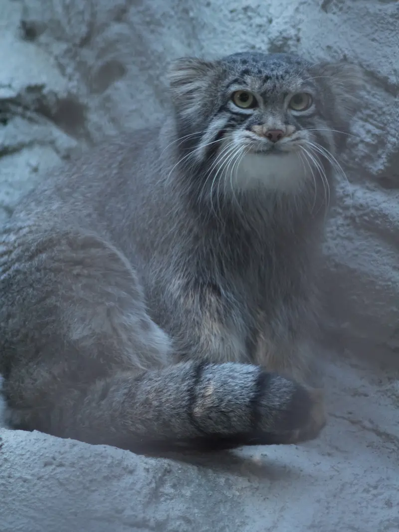 A photograph of Figa in Nogeyama Zoo