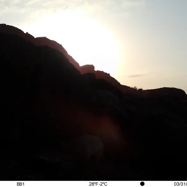 A photograph of Otocolobus manul manul from Aktas-Kunkora camera trap