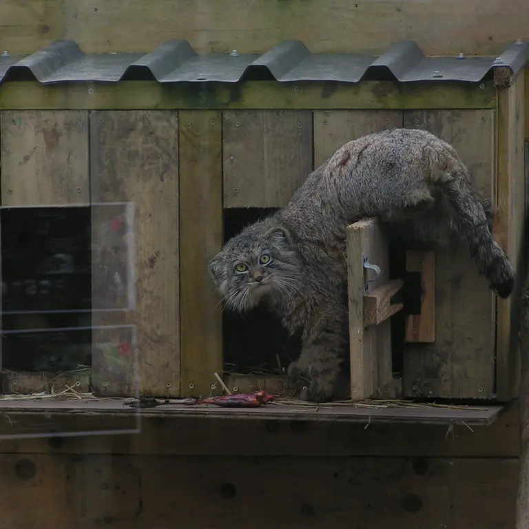A photograph of Altai in The Lakeland Wildlife Oasis