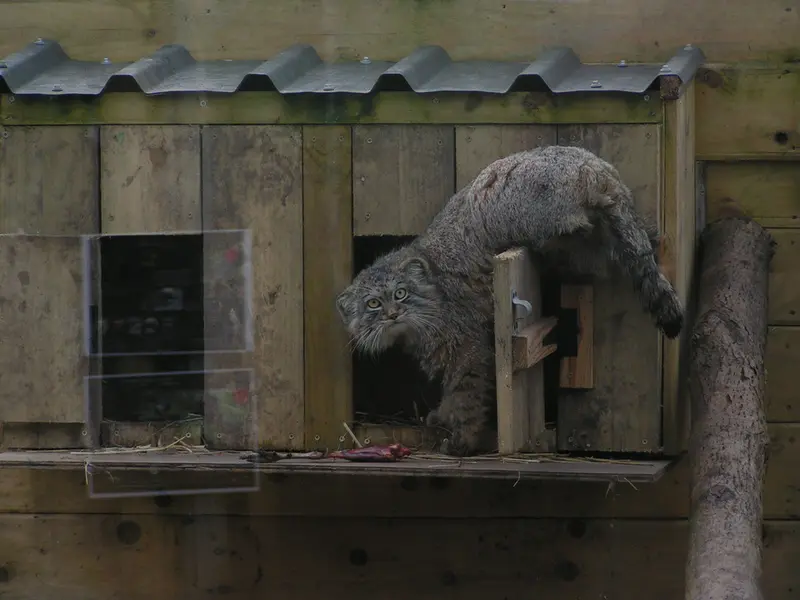 A photograph of Altai in The Lakeland Wildlife Oasis