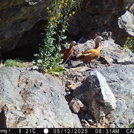 A photograph of Ruddy shelduck from Zhundy 1 camera trap
