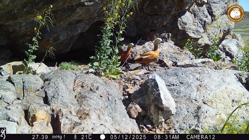 A photograph of Ruddy shelduck from Zhundy 1 camera trap