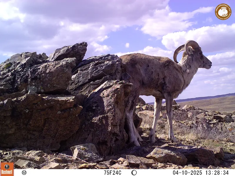 A photograph of Argali from Karashoky camera trap