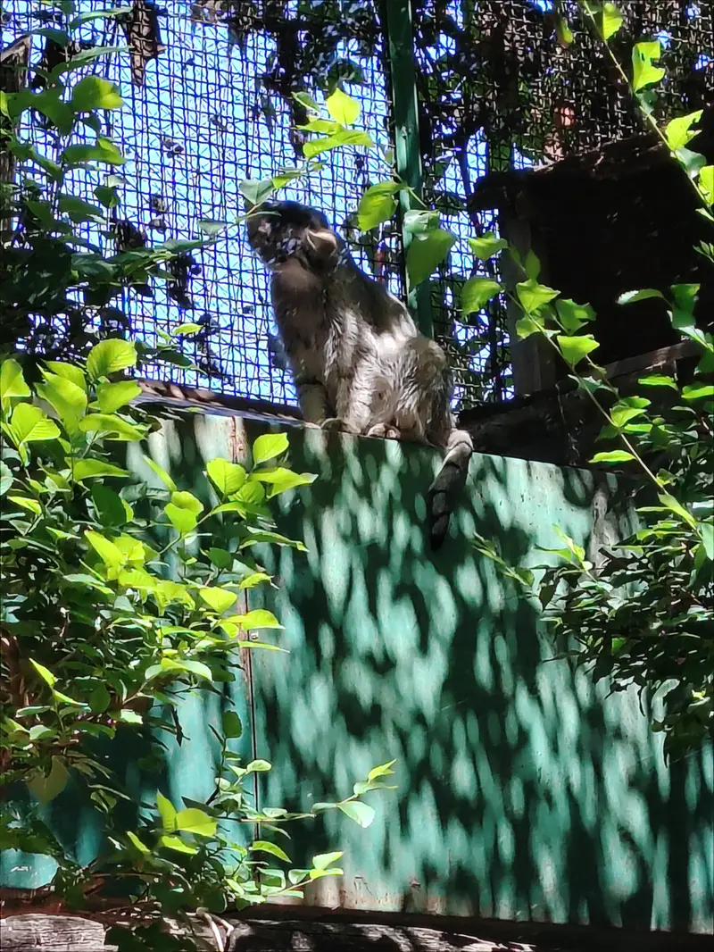 A photograph of Lucy in Budapest Zoo & Botanical Garden