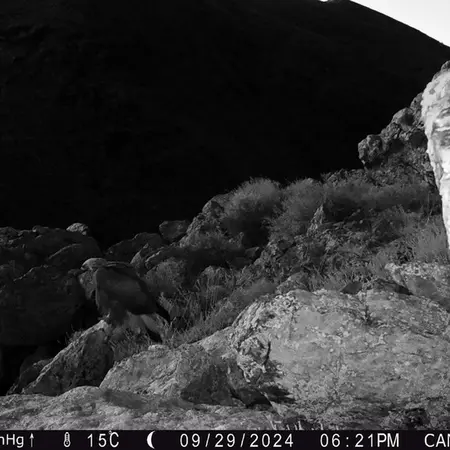 A photograph of Golden Eagle from Zhundy 2 camera trap