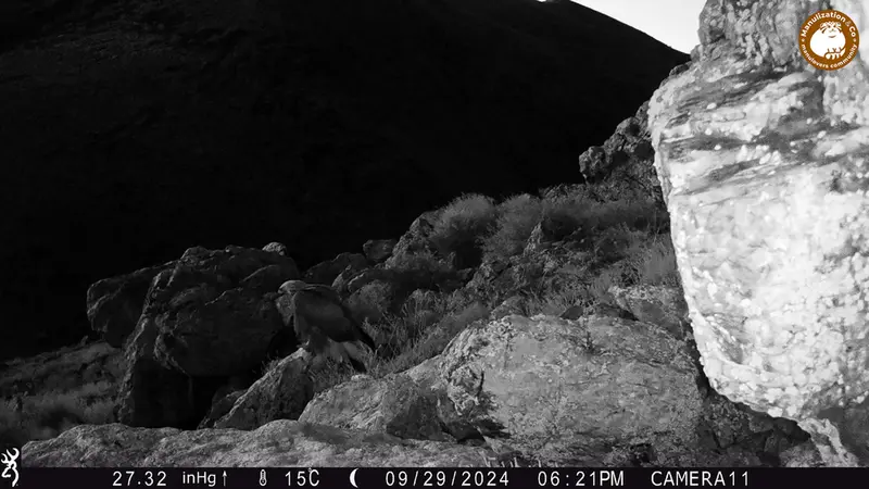 A photograph of Golden Eagle from Zhundy 2 camera trap