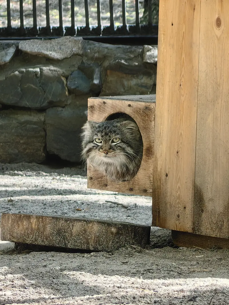 A photograph of Leon in Novosibirsk Zoo