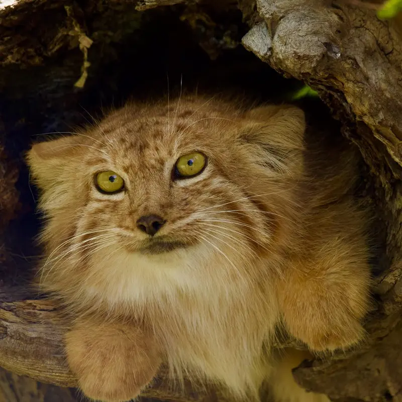 A photograph of Nano in Yerevan Zoo