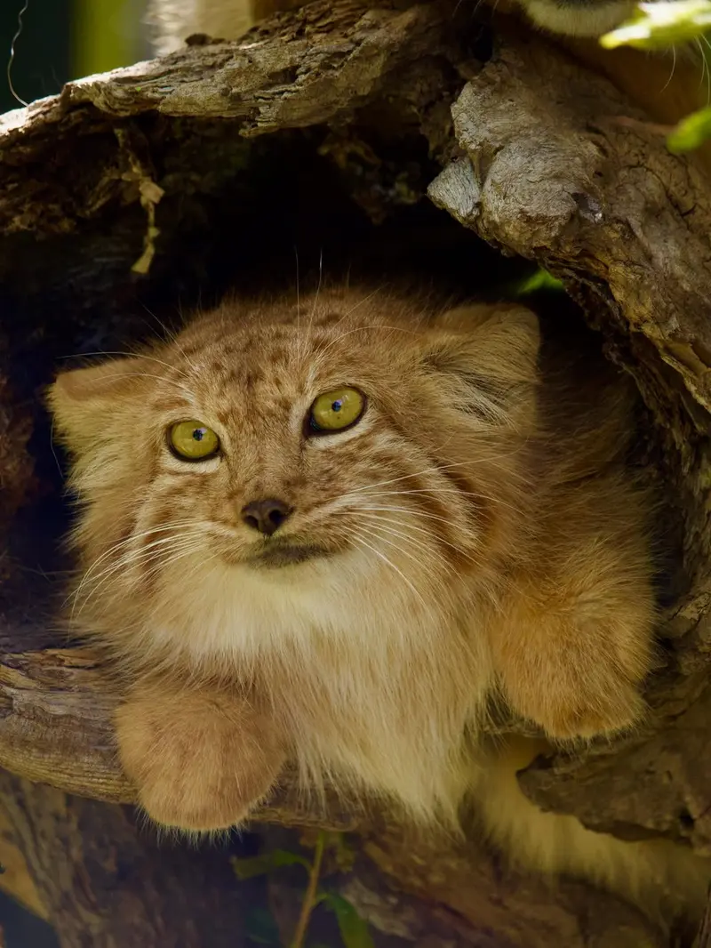 A photograph of Nano in Yerevan Zoo